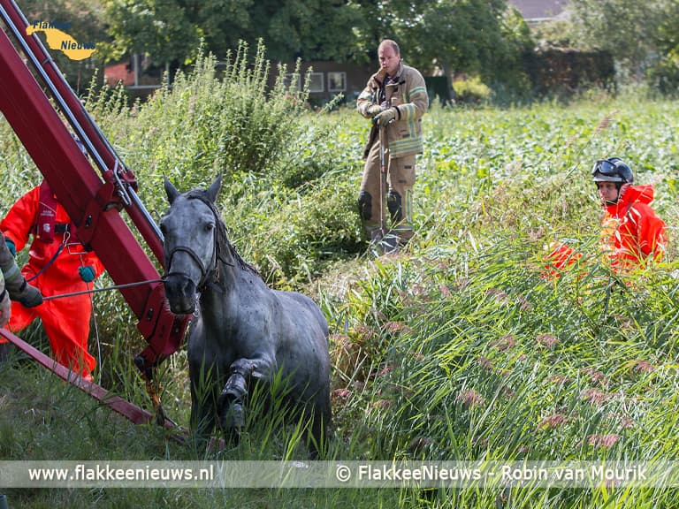 Ruiter gewond na ongeval met paard