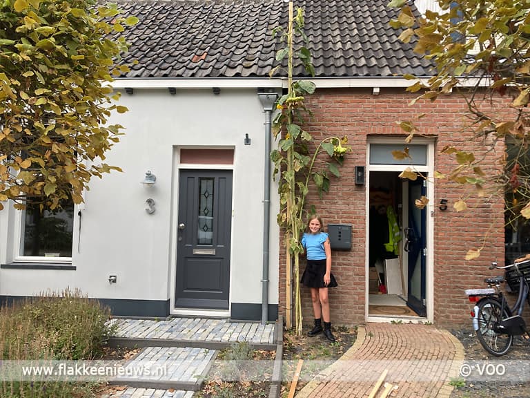Vijftig jaar hoogste zonnebloem Goeree-Overflakkee