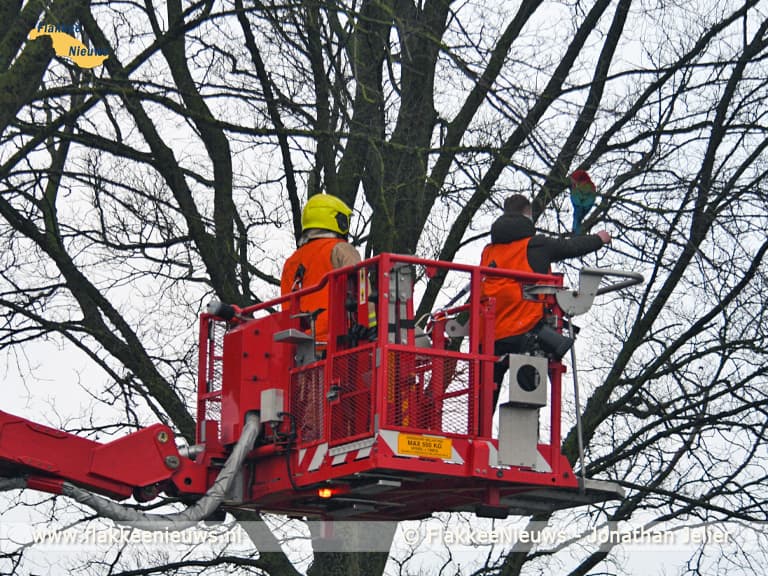Avontuurlijke papegaai gered door de brandweer
