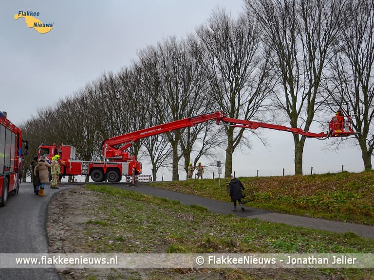 Avontuurlijke papegaai gered door de brandweer