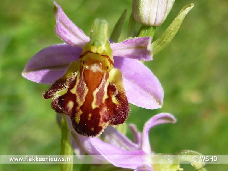 Orchideeën terug op Goeree-Overflakkee