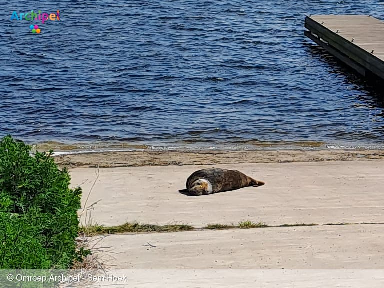 A Seal komt in actie voor gestrande zeehond bij Haringvlietdam