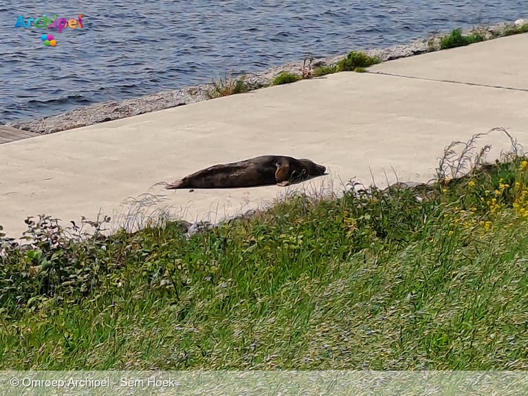 A Seal komt in actie voor gestrande zeehond bij Haringvlietdam