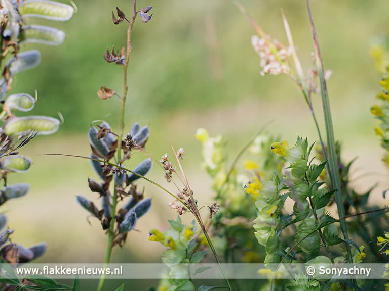 Waterschap bevordert biodiversiteit met ecologisch bermbeheer