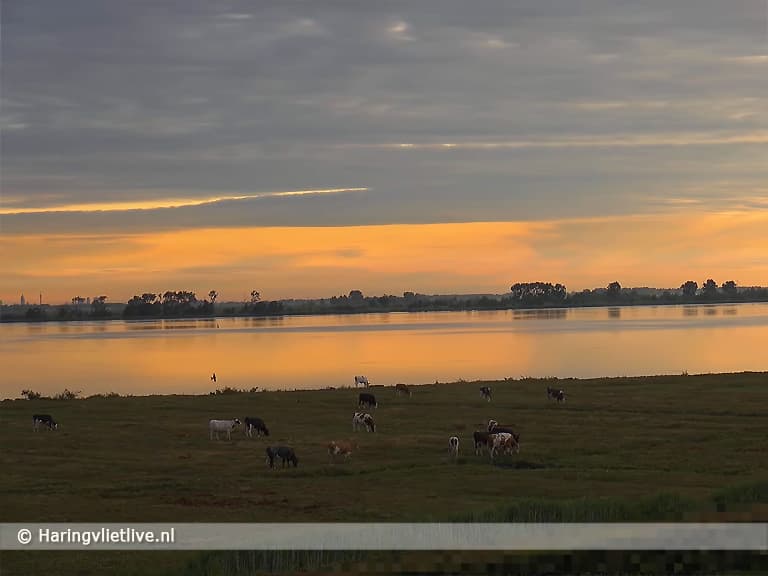 Unieke webcambeelden van het Haringvlietgebied