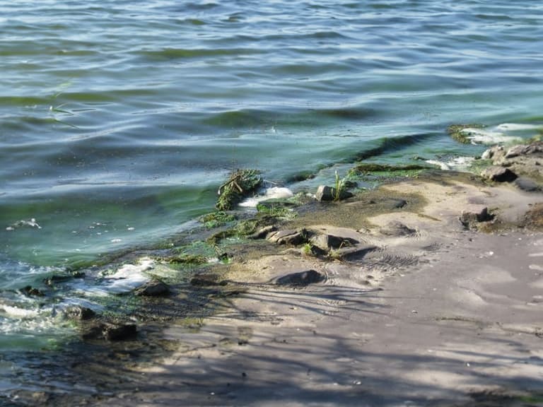 Blauwalg aangetroffen in havens van Ooltgensplaat