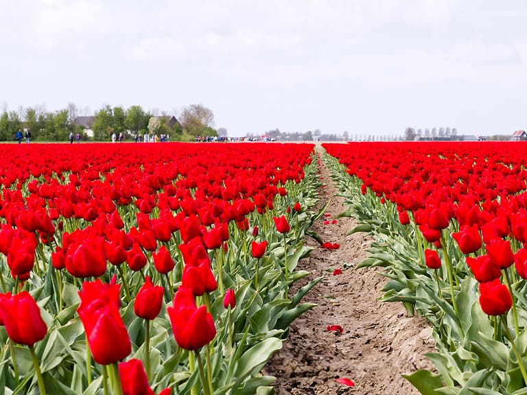Voorbereidingen Tulpenwandeltocht