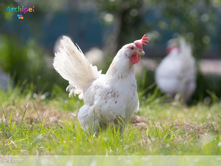 Geen Eibaar eieren meer bij Jumbo Middelharnis