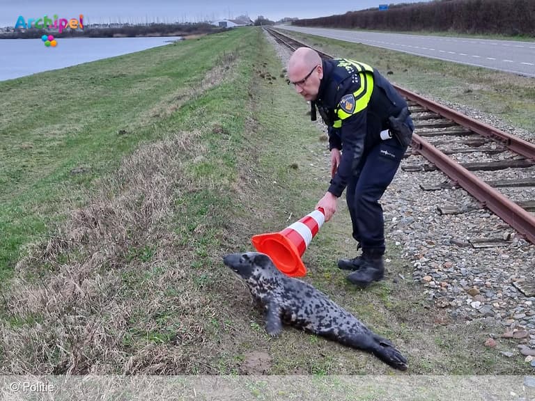 Politieagent redt losgebroken zeehond bij Ouddorp