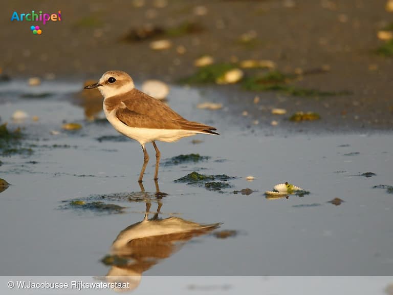 Broedsucces in natuurgebied Plaat van Oude-Tonge