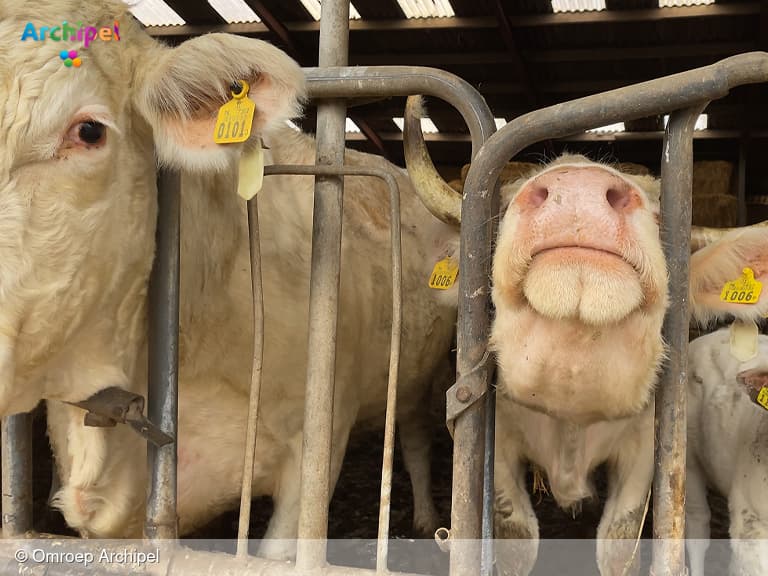 Filmmaker filmt koeien op Dirkslandse boerderij
