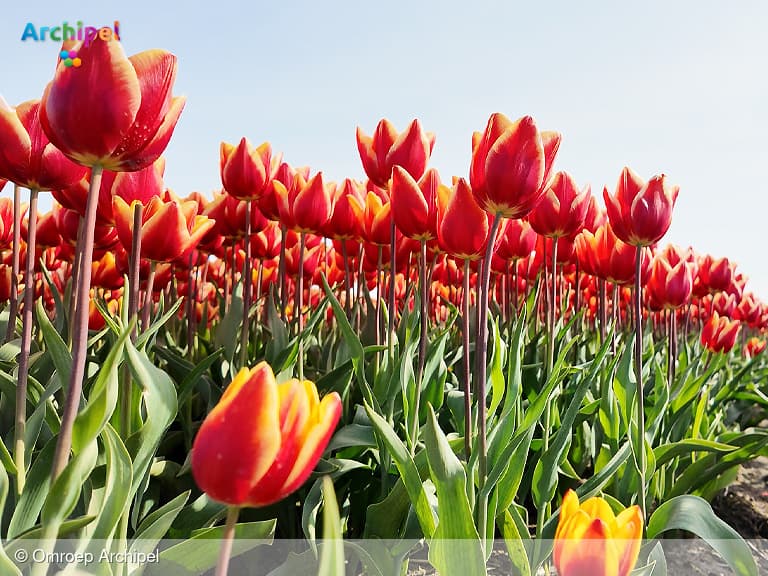 De 11e Tulpentocht komt eraan
