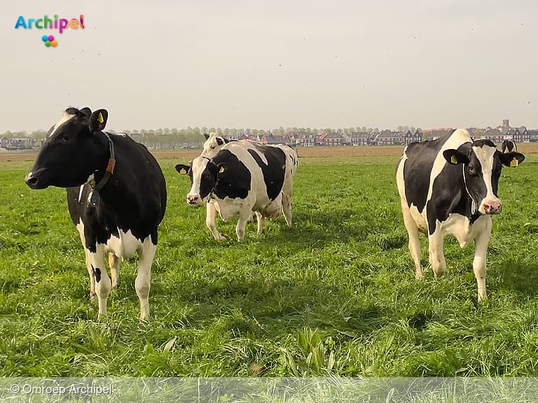 Koeiendans bij Kaasboerderij Westplaat