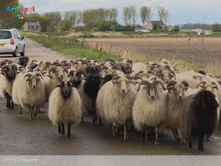 Acht schapen verdwenen uit kudde van Ing Voskamp