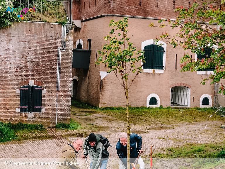 Kastanjeboom geplant op het Fort in Ooltgensplaat