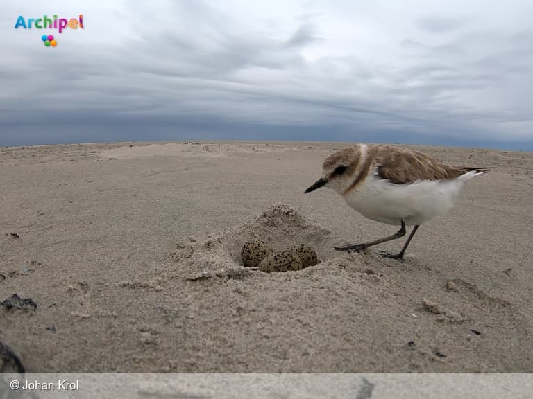 Veel vogels kwetsbaar tijdens broedseizoen