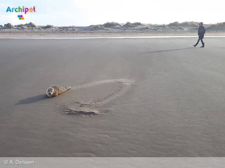 Mastertitel voor student met onderzoek naar zeehonden op Groene Stranden