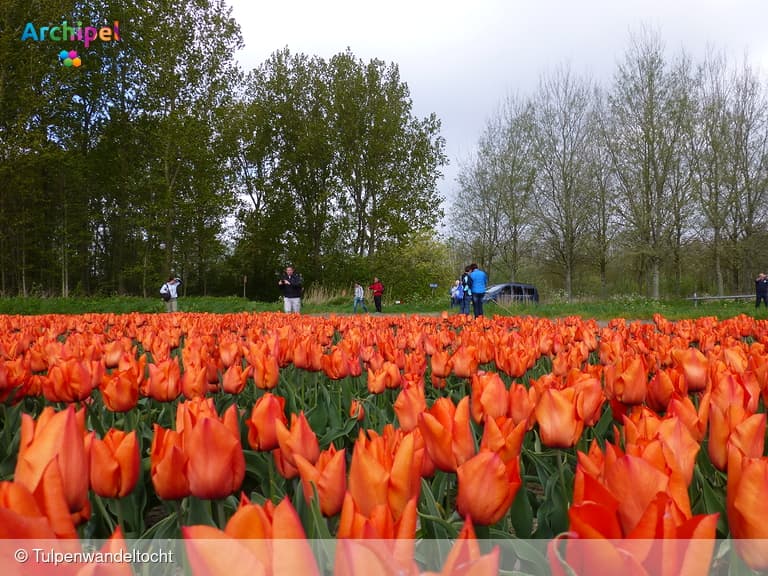In 2025 toch een Tulpenwandeltocht?