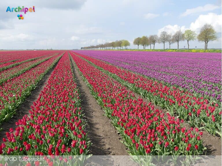 Voorbereidingen in volle gang voor GO Tulpentocht 2025