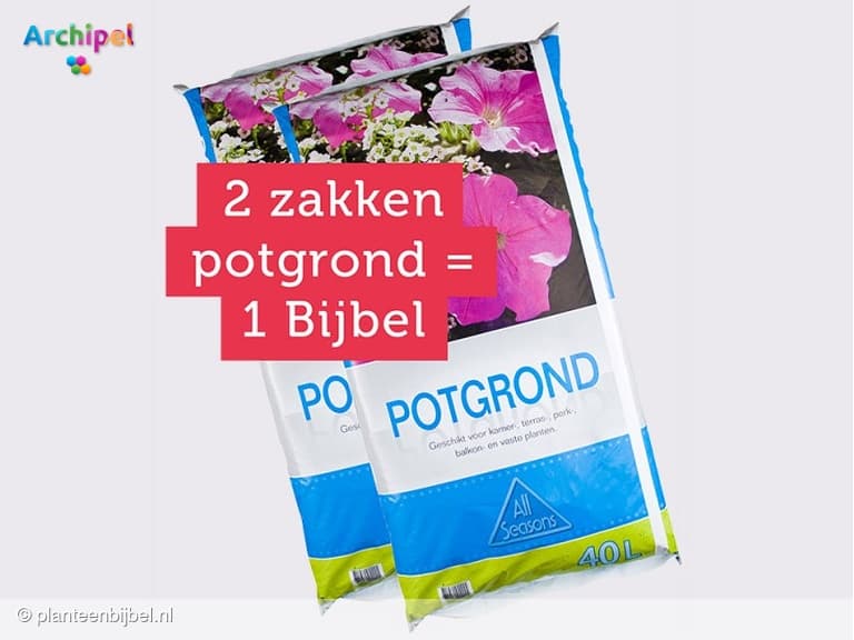 Doe mee met de potgrondactie 'Plant een Bijbel'