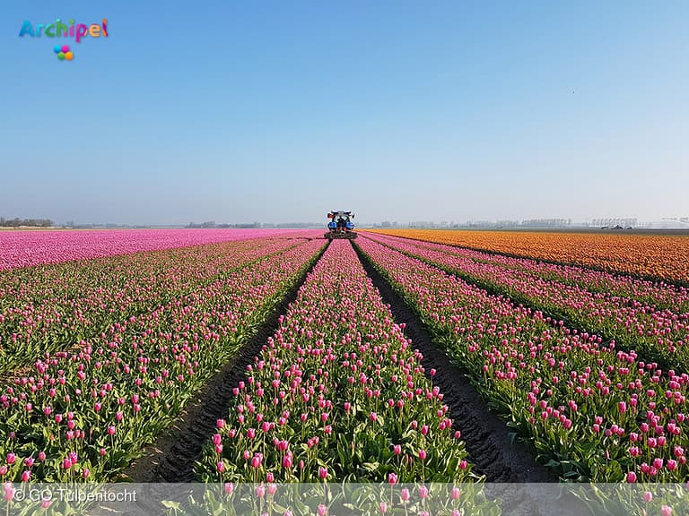 GO Tulpentocht, wandelen en fietsen langs bloeiende tulpen in de polder