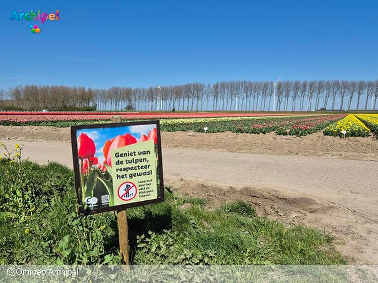 Tulpen kapot voor de perfecte foto: schade voor de teler