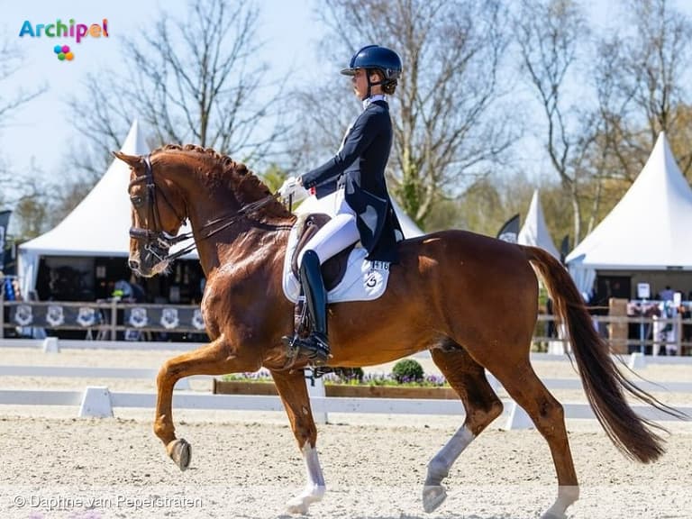 Jong Talent in de Wereld van Paardensport Dressuur