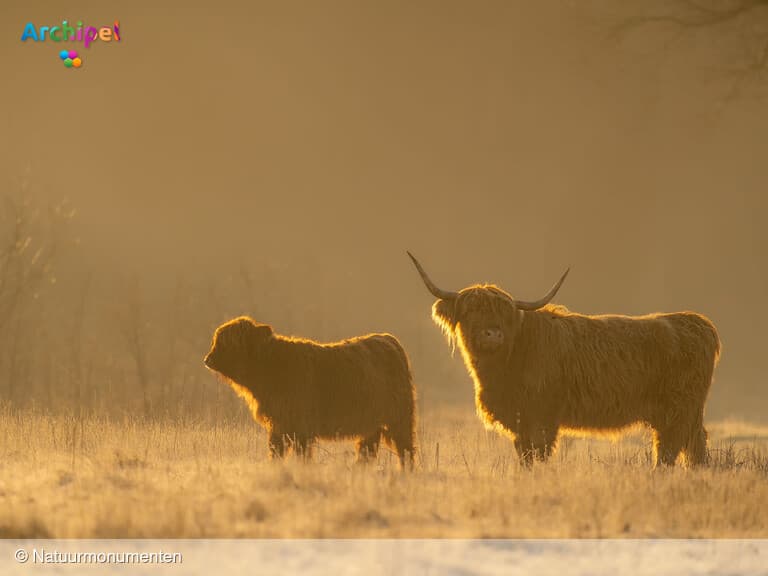 De bloeiende wilde planten van Tiengemeten