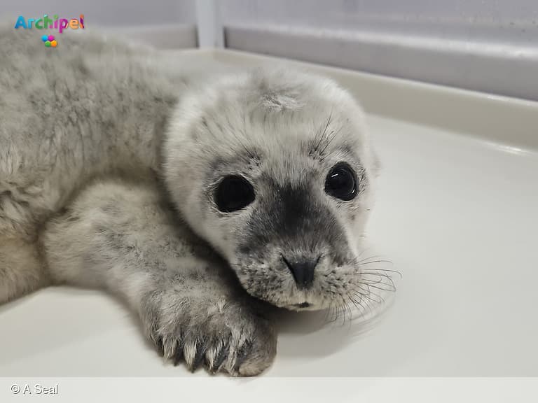 Premature zeehondenpup herstelt langzaam in Stellendamse opvang