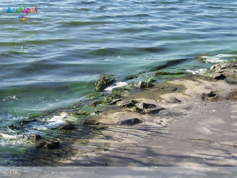 Blauwalg bij strandjes aan het Haringvliet