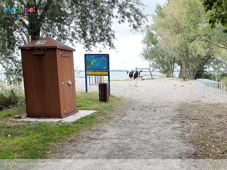 Runderen nemen kijkje op strandje van Den Bommel