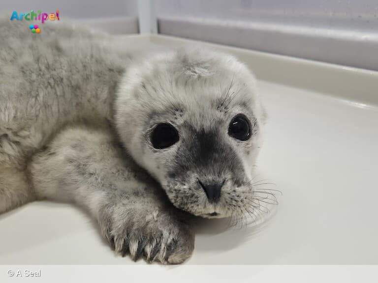 Informatieavond voor vrijwilligers bij A Seal Zeehondenopvang
