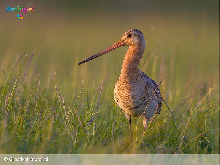 Extra budget voor agrarisch natuurbeheer in 2026