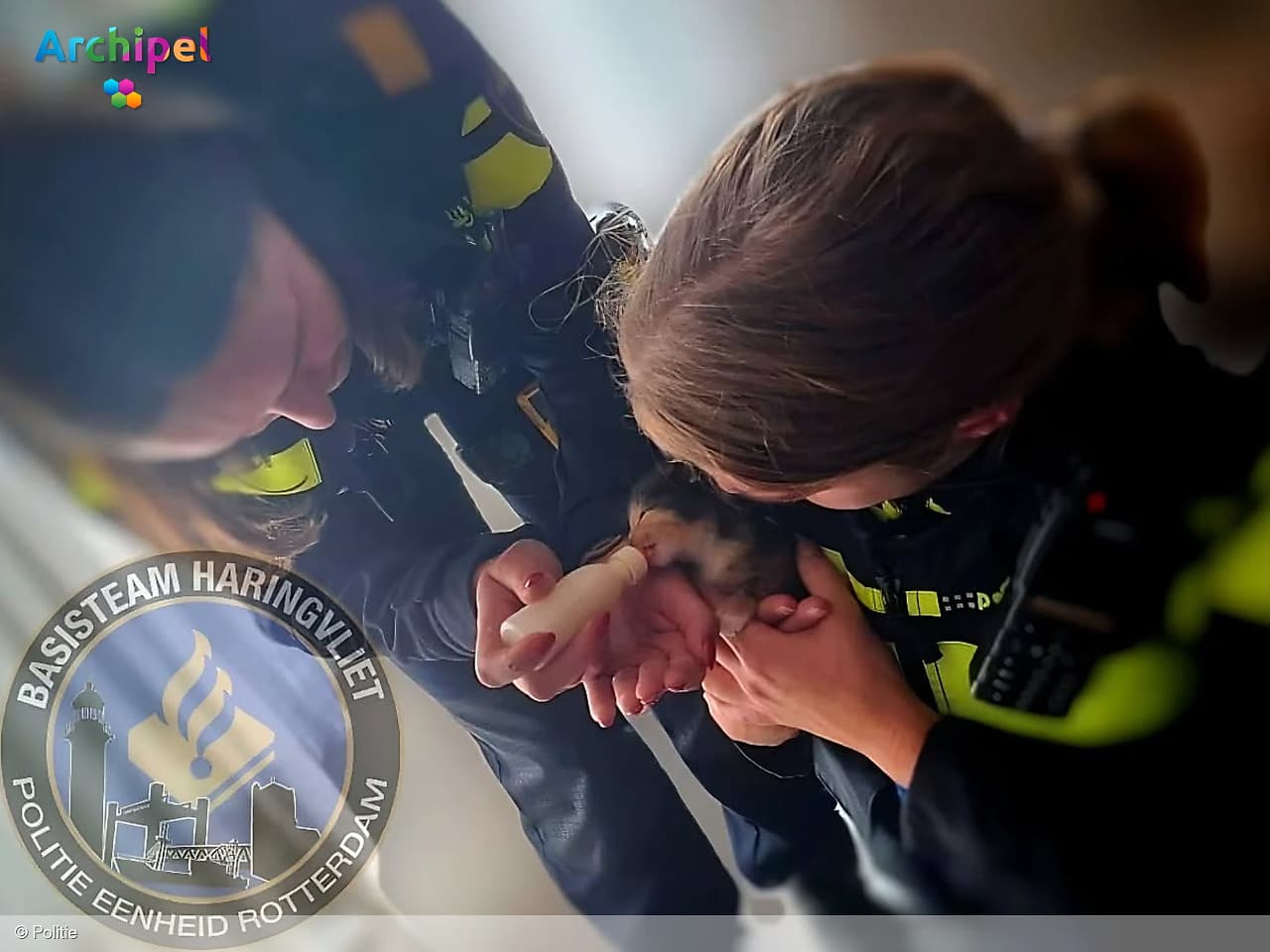 Politie neemt 20 katten in beslag bij verwaarlozing