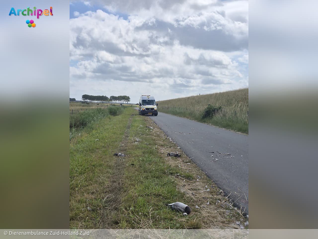 Twintig ganzen doodgereden langs Zuidweg in Ouddorp