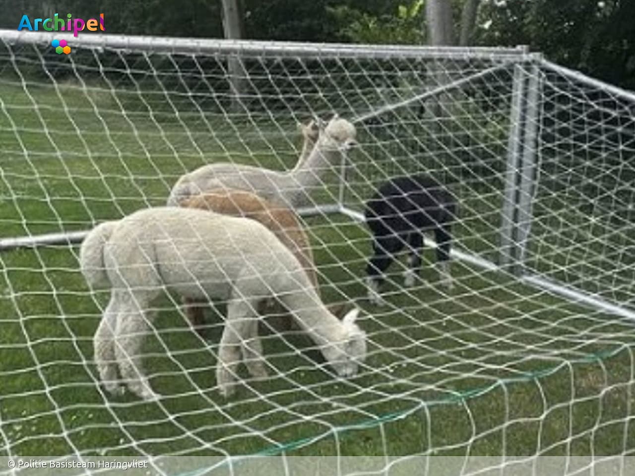 Stellendam 'in rep en roer' om ontsnapte alpaca's