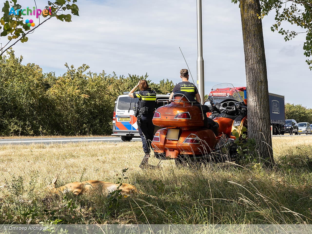 Motorrijder gewond na aanrijding met ree op N59 bij Oude-Tonge