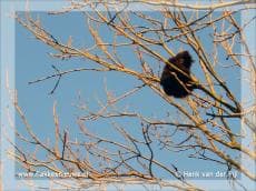 Brandweer helpt kat uit de boom