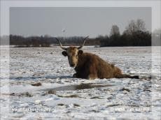 Heckrund glijdt uit en raakt gewond
