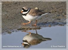 Rustgebied in Goereese duinen voor broedende kustvogels