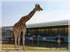 Rel om vergunning circus op zondag