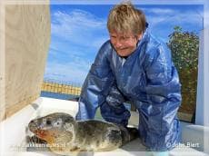 Eerste zeehond in opvang Stellendam