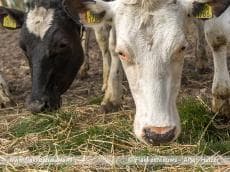 Agrarisch bedrijf uit Den Bommel levert groen gas uit 100% mest