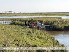 Koe te water bij N57 Goedereede