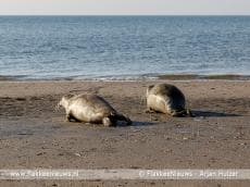 Met de sloep naar de zeehonden in het Grevelingenmeer