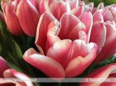 Tulpen prima op schema voor 5e tulpenwandeltocht