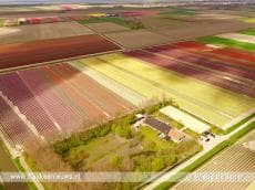 Video: Tulpenvelden van Goeree-Overflakkee