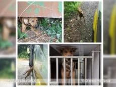 Zwerfhond vangen blijkt flinke klus