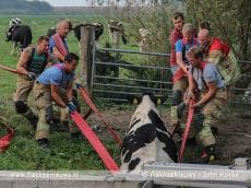 Brandweer schiet koe in de sloot te hulp