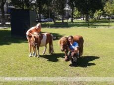 Noodzaak overname Kinderboerderij Oude-Tonge